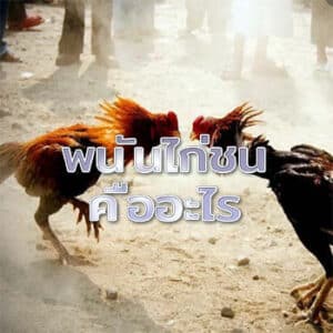 พนันไก่ชนคืออะไร