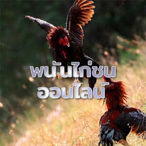 พนันไก่ชนออนไลน์