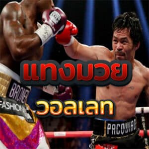 แทงมวย-วอลเลท